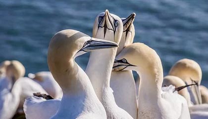 九游官网下载电脑版-博卡防线缺乏整体横向协同，博卡防线缺乏整体横向协同功能